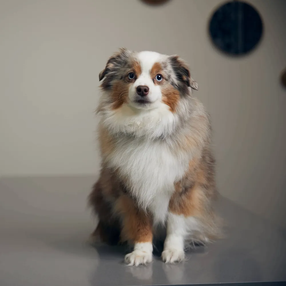 Bohdi - Client Relations